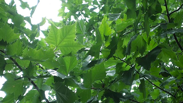 雨落在树叶上视频素材