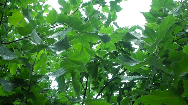 雨落在树叶上视频素材