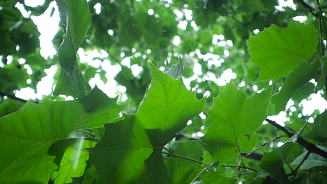 雨落在树叶上视频素材