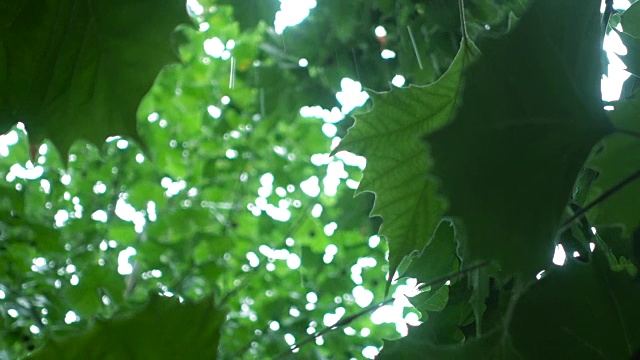 雨落在树叶上视频素材