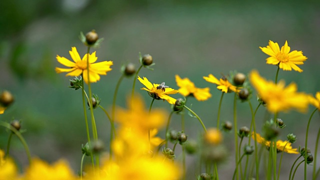 星蝉子黄花。视频素材