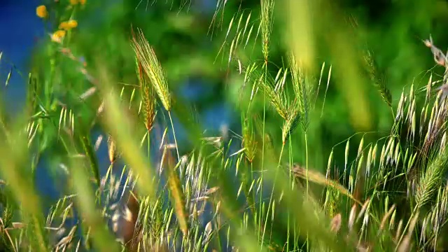 草地上的田野微距4k视频素材