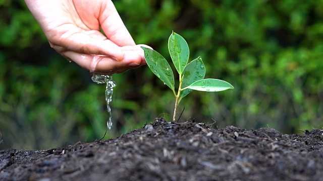 慢动作拍摄手给植物浇水视频素材