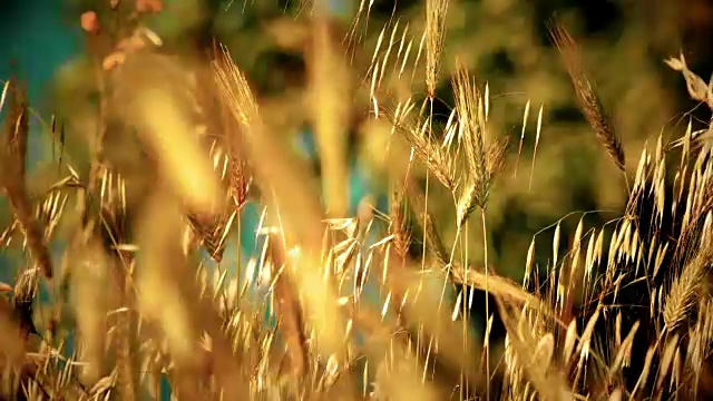 草地上的田野微距4k视频素材