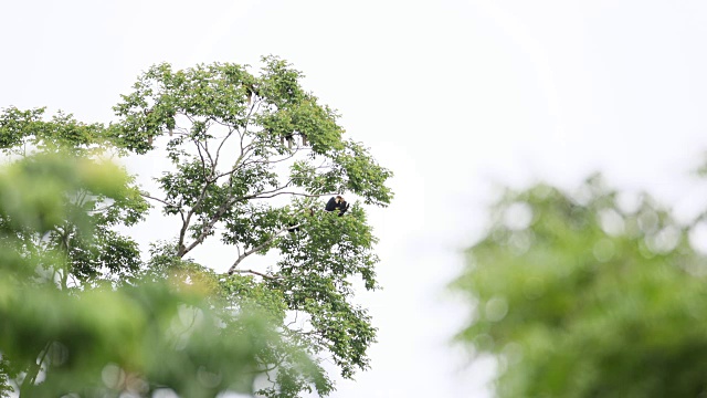 犀鸟:泰国南部圣卡拉基里国家公园附近橡胶园的果树上觅食的平袋犀鸟(Rhyticeros subruficollis)。视频素材