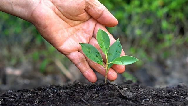 慢动作拍摄手给植物浇水。视频素材