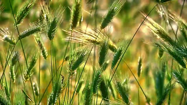 草地上的田野微距4k视频素材