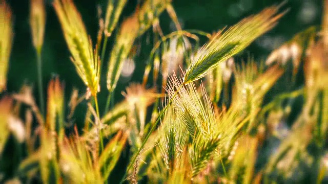 草地上的田野微距4k视频素材