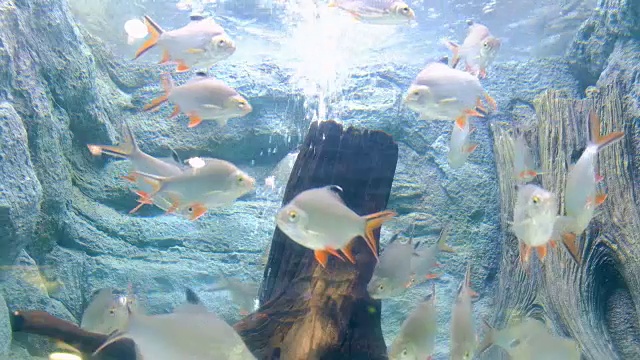 水族缸里的海洋生物视频素材