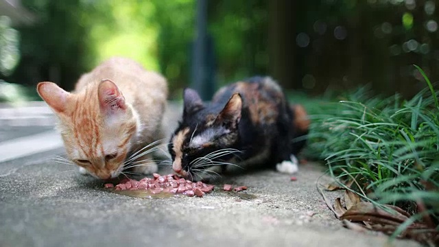 可爱的猫在吃饭视频素材