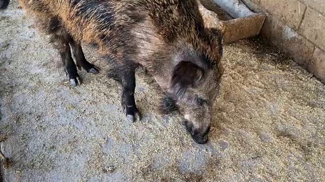 在农场的马厩里，成年公猪用鼻子在木地板上挑选食物。视频素材