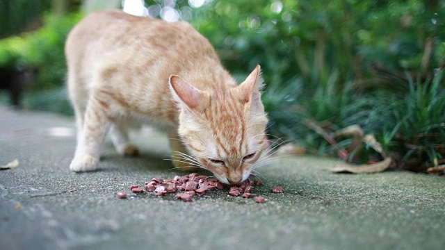 可爱的猫在吃饭视频素材