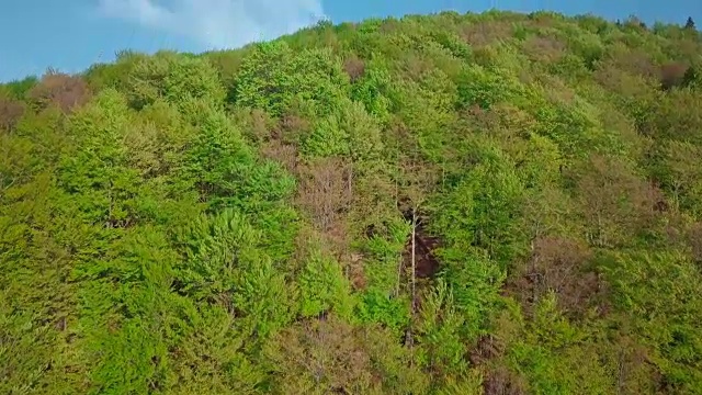 4 k无人机。在夏季的日子里，向前走到松林和山谷。欧洲阿尔卑斯山户外绿色自然景观山野空中。砍伐树木，保护森林的理念视频素材