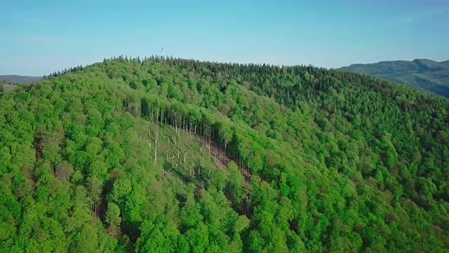 4 k无人机。在夏季的日子里，向前走到松林和山谷。偷猎者砍伐了画面中央的森林。欧洲阿尔卑斯山户外绿色自然景观山野空中。砍伐树木和保护视频素材
