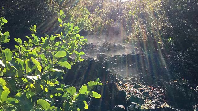 新西兰兰伊托岛的火山蒸汽视频素材