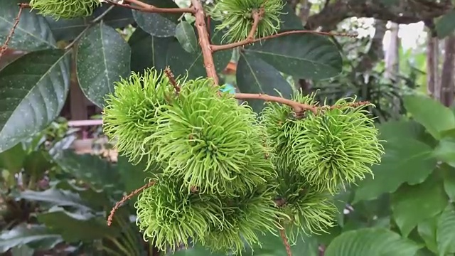 红毛丹的果实挂在树上视频素材