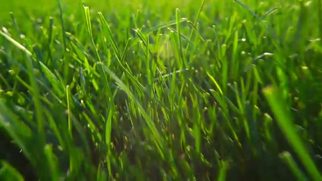 清新的绿草自然的背景纹理，草坪为背景。闪耀的阳光视频素材