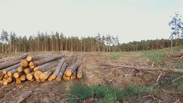 伐木破坏松林视频素材