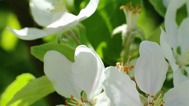 盛开的苹果树。微距拍摄白花在风中视频素材