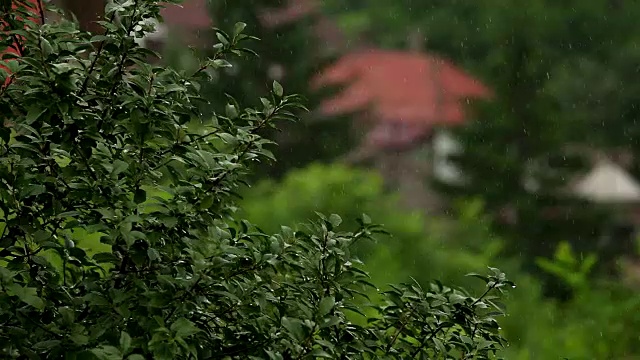 翠绿新鲜的树叶枝头下热带雨水落在花园里视频素材