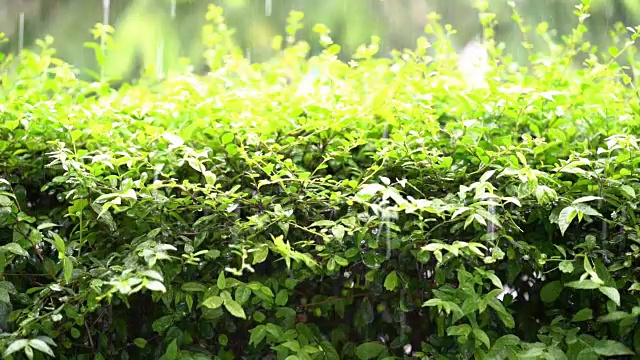 雨滴落在绿叶上视频素材