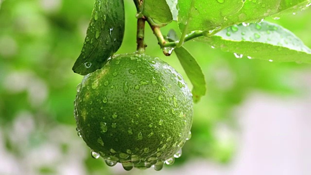 雨后花园里的绿柠檬，酸橙视频素材