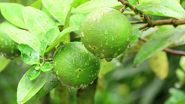 雨后花园里的绿柠檬，酸橙视频素材