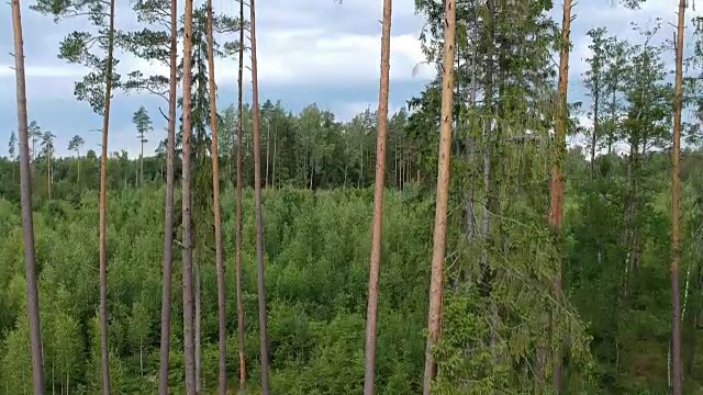 无人机在森林中靠近松树群的高处飞行，空中飞行视频素材