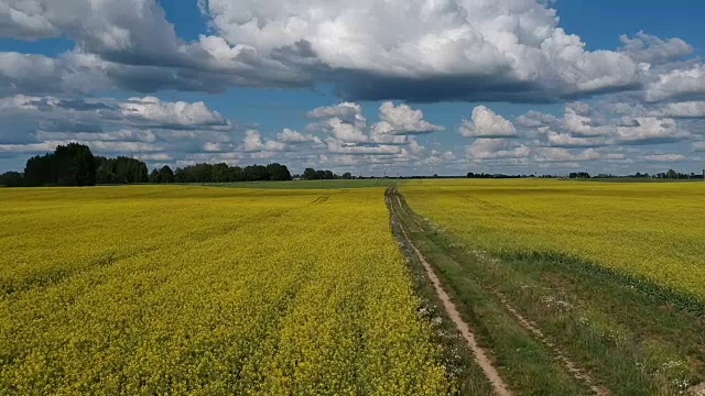 无人机在夏季油菜地和乡村公路上空飞行视频素材