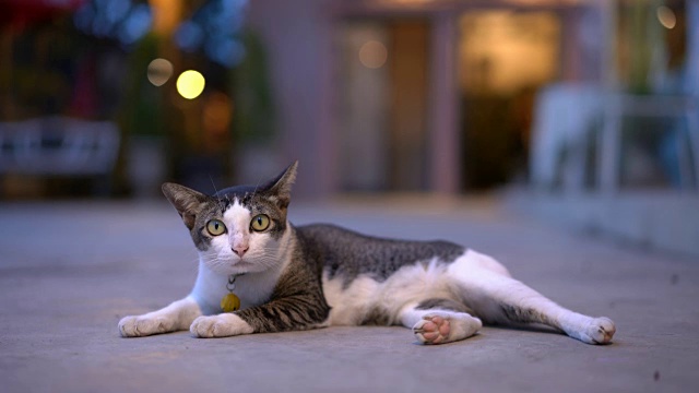 猫在舔自己视频素材