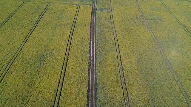 花季油菜田与拖拉机履带和公路，鸟瞰图视频素材