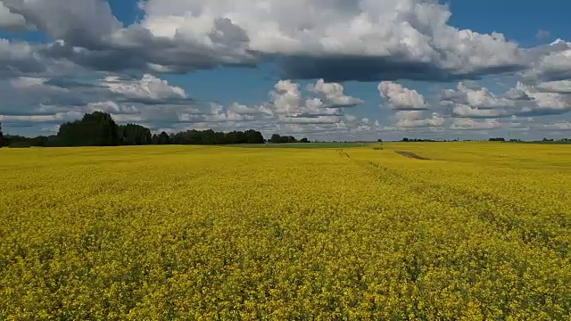 美丽多云的油菜地，在夏天，空中视频素材