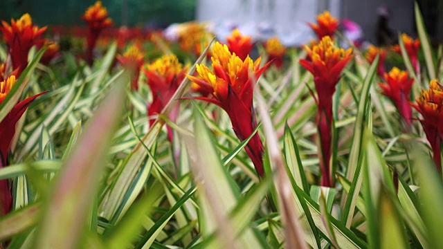 美丽的凤梨花盛开在花园里视频素材