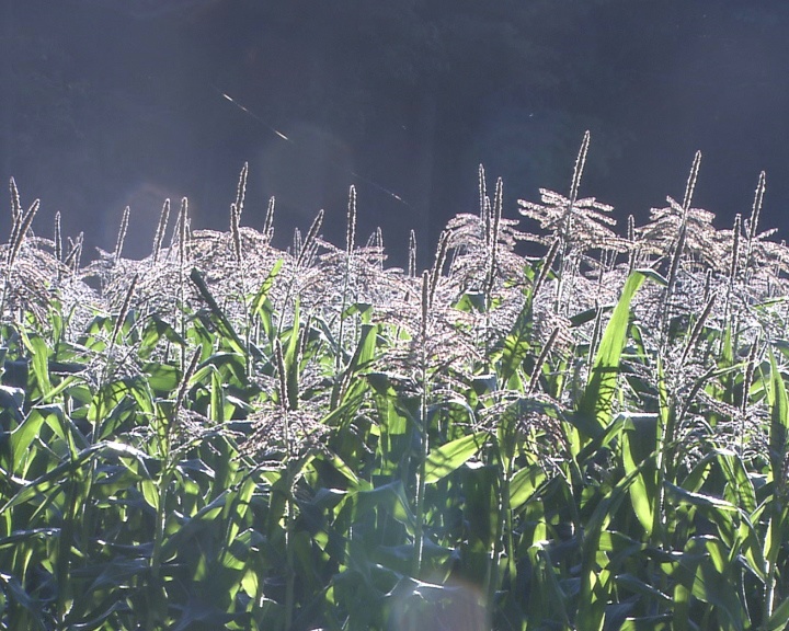 草开花，夏，盘视频素材