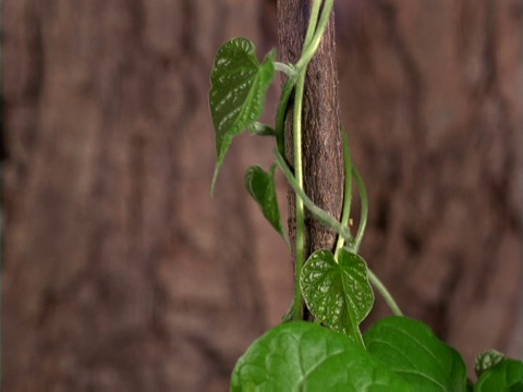 牵牛花藤蔓生长视频下载