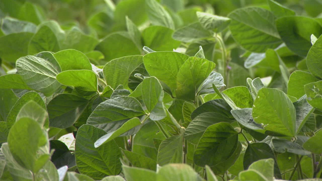 田地里植物的特写视频下载