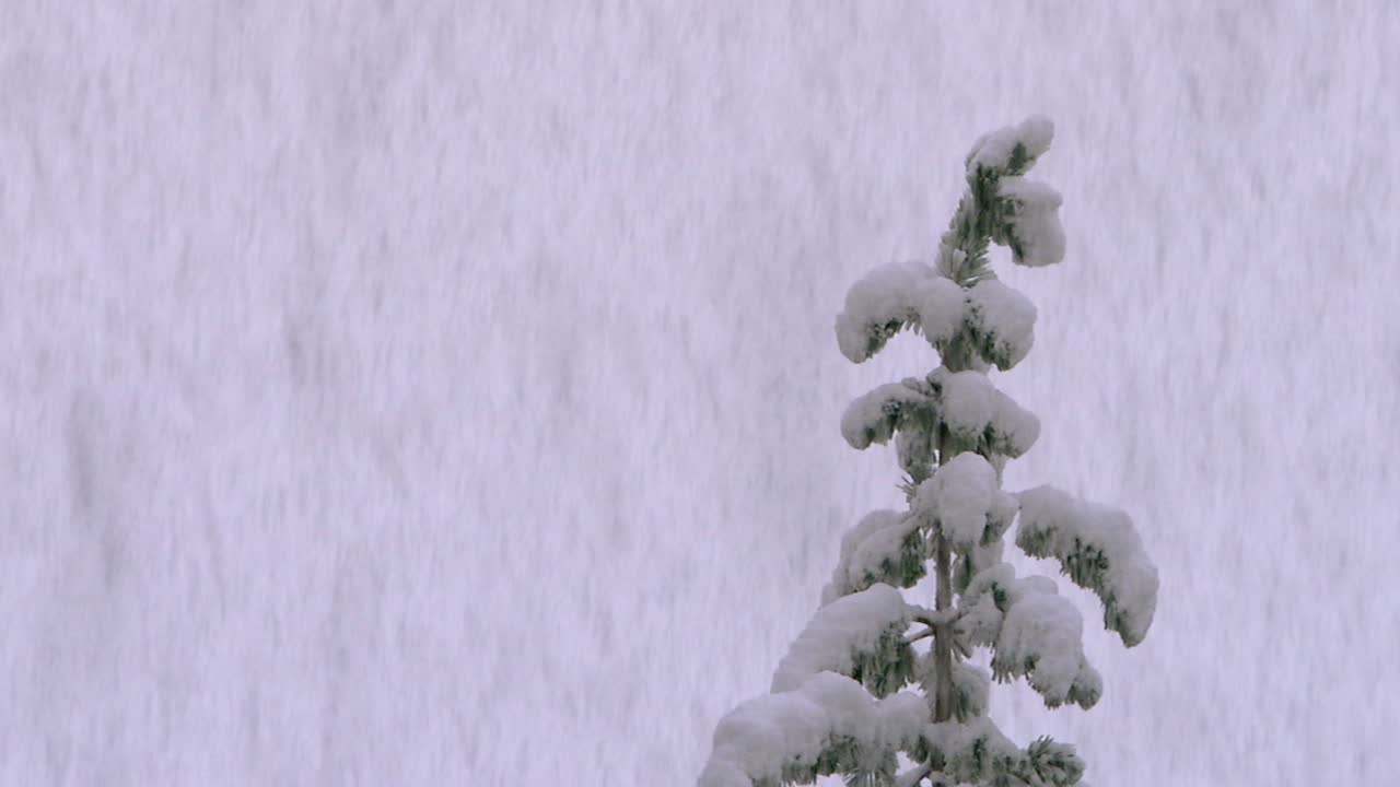 加利福尼亚，旧金山现在暴风雪-雪落在松树的顶部视频下载