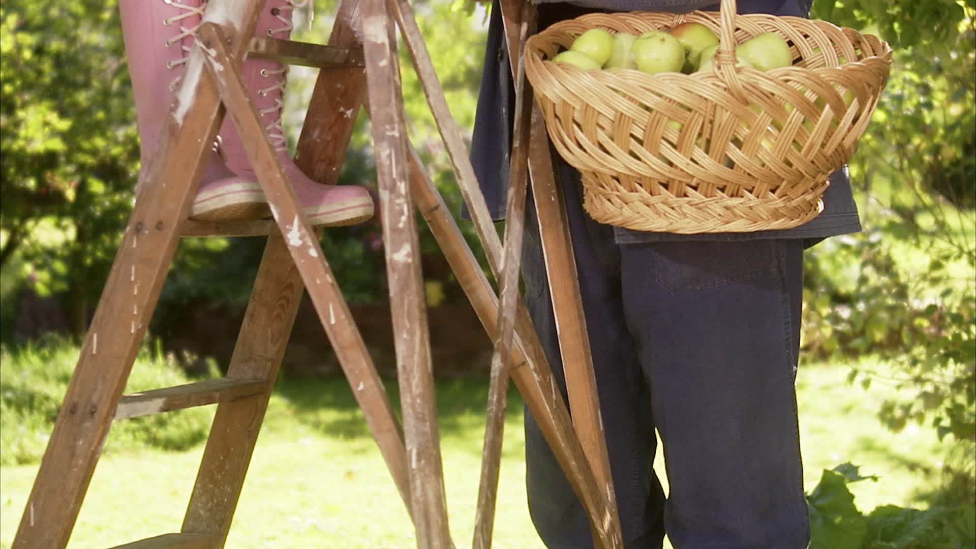 一对老夫妇在瑞典一个阳光明媚的日子里摘苹果。视频素材