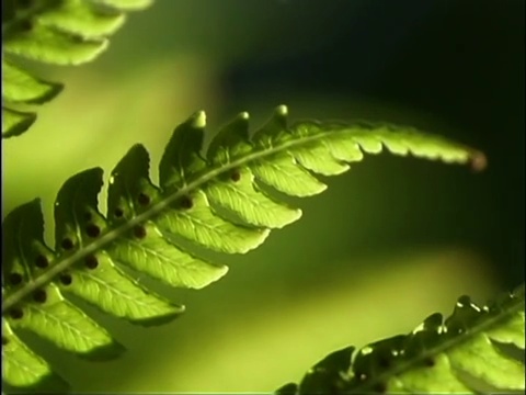 蕨类植物的特写视频素材