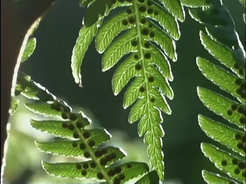 倾斜在绿色蕨类植物上视频素材