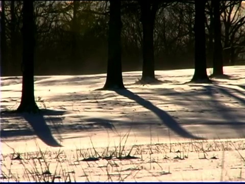 雪在风大的森林里吹来视频素材