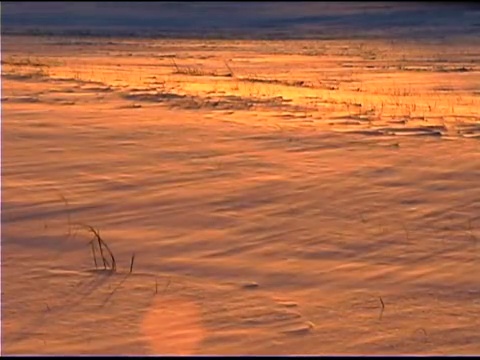 雪地上吹雪视频素材