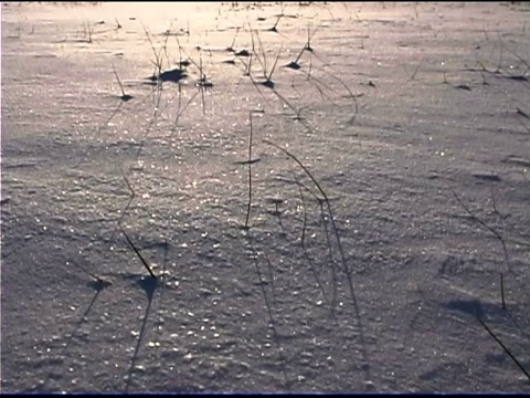 雪地里吹雪视频素材