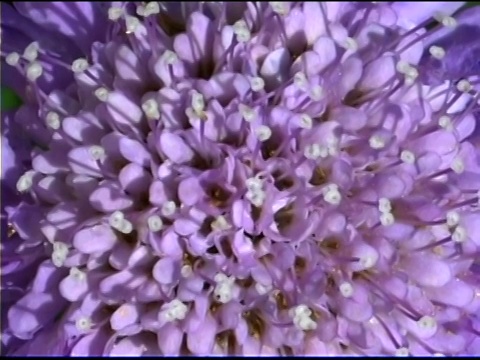 针垫花的特写视频素材