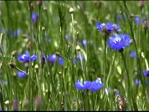 蓝色的单身汉钮扣花朵在风中飘扬视频素材