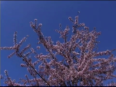 倾斜从蓝色的天空到粉红色的樱花树上视频素材