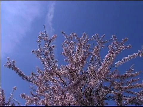 蓝天下的日本樱桃树视频素材