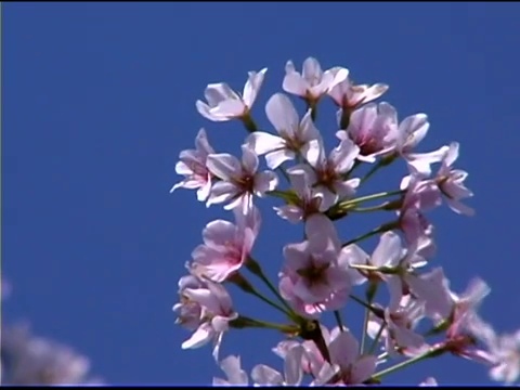 日本樱桃树枝上的粉红色花朵视频素材