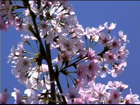 日本樱桃树枝上的粉红色花朵视频素材