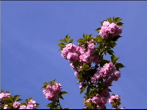 蓝色的天空映衬着紫薇树上粉红色的花视频素材